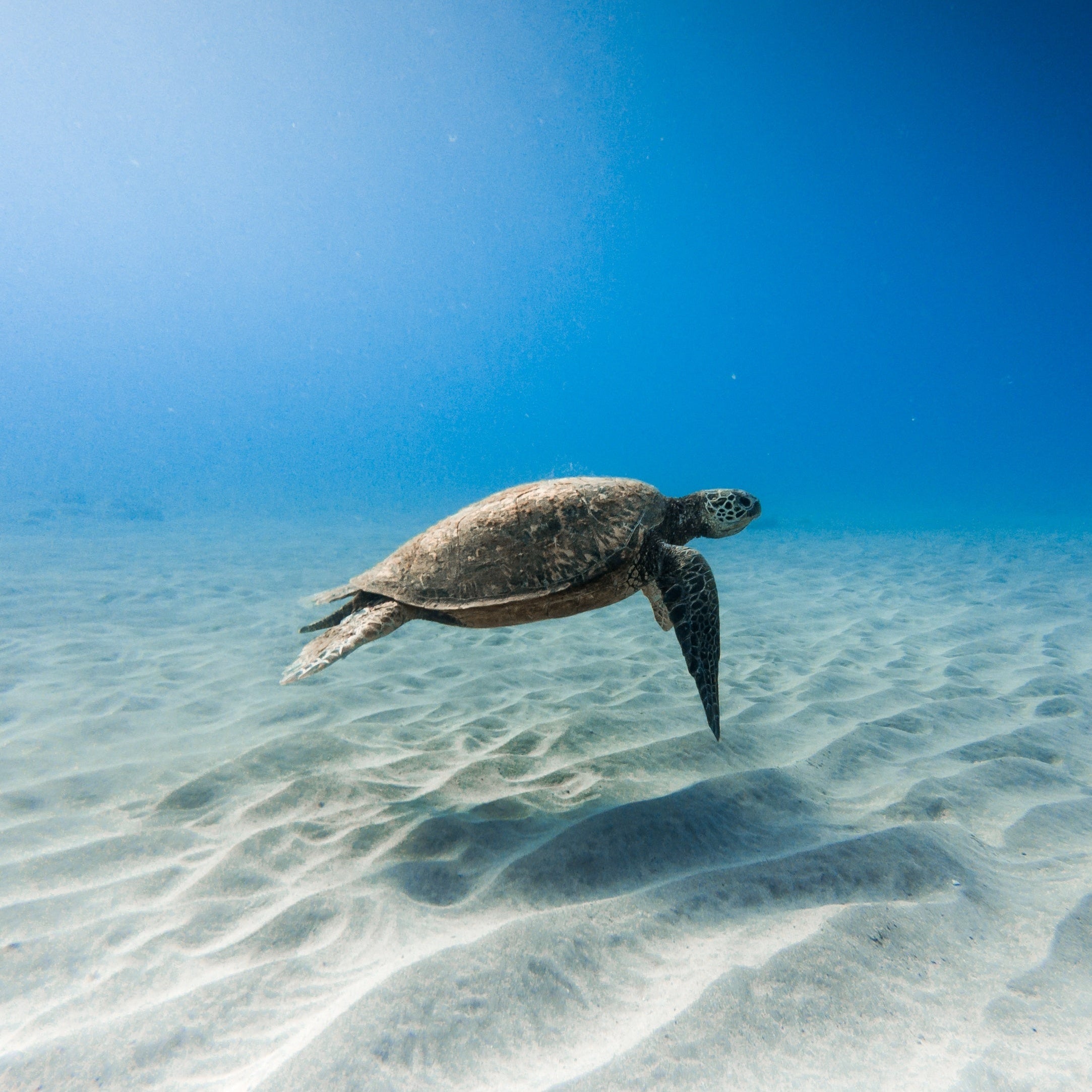 Kemp's Ridley Sea Turtle Stone Necklace