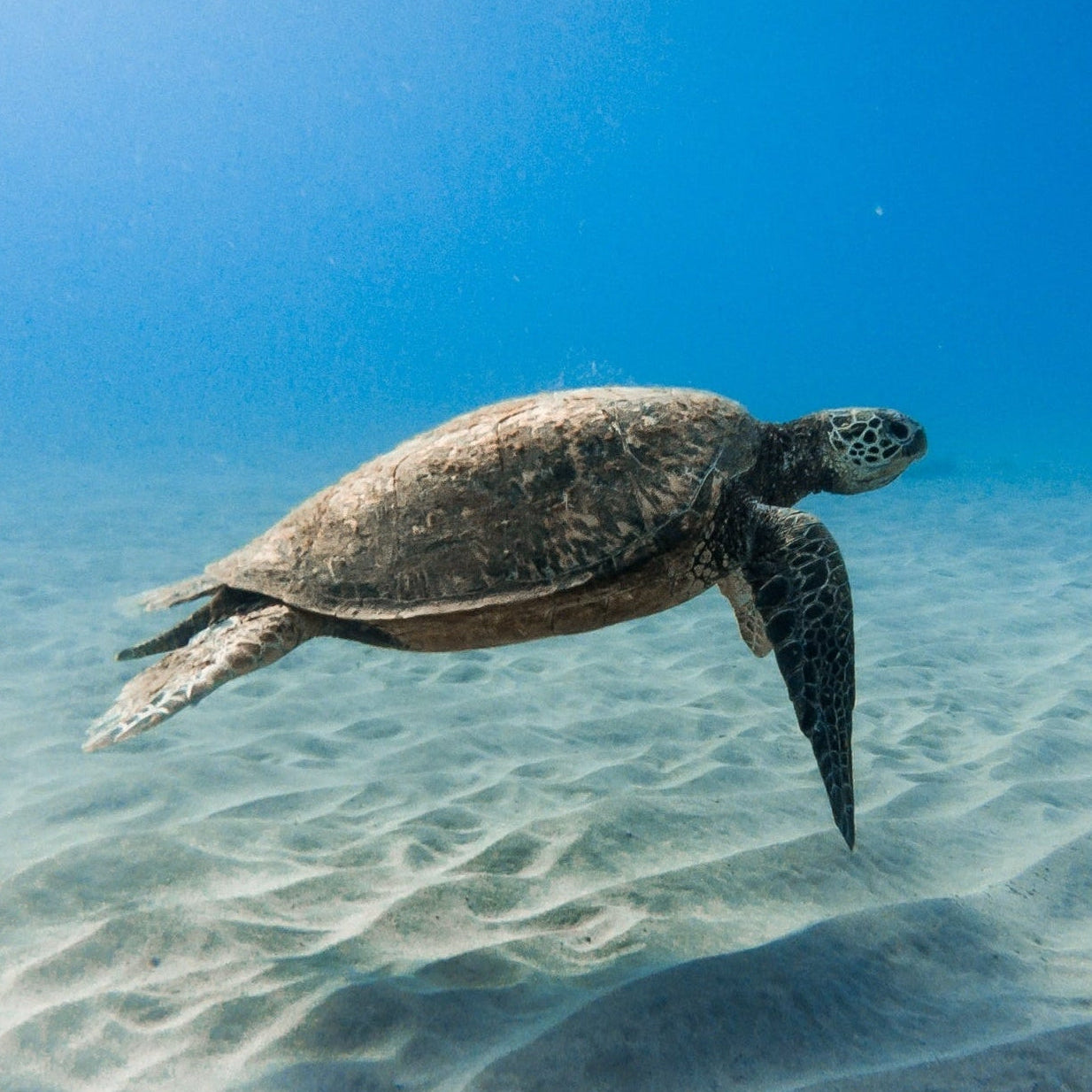 Sea turtle swimming in clear blue water