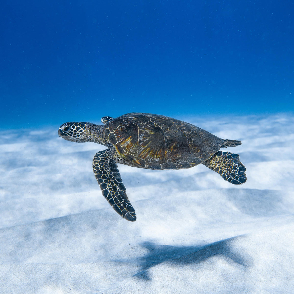 La Petite Kemps Ridley Sea Turtle Glass Bracelet – Bands of Courage