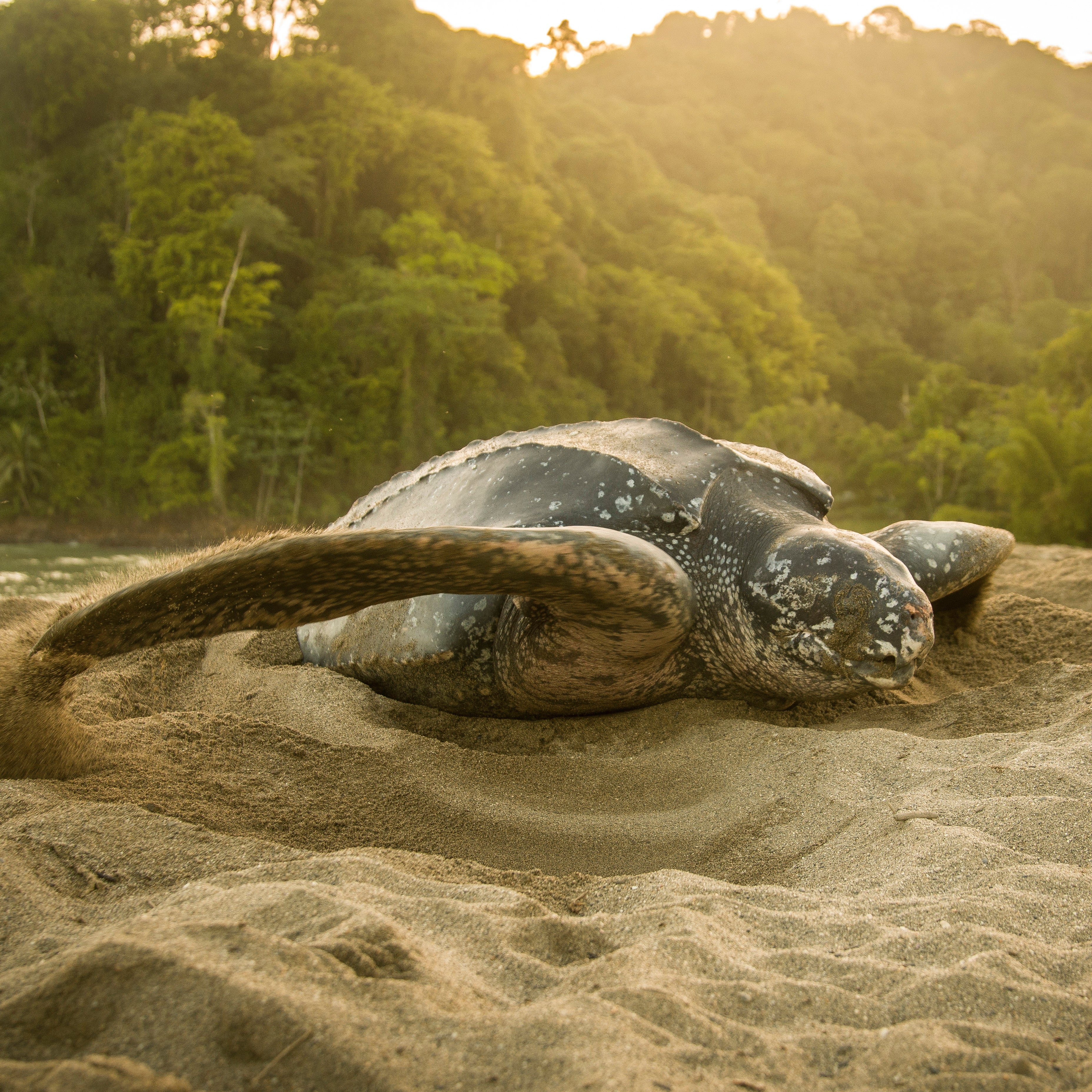 Great Barrier Turtle & Lynx Stack