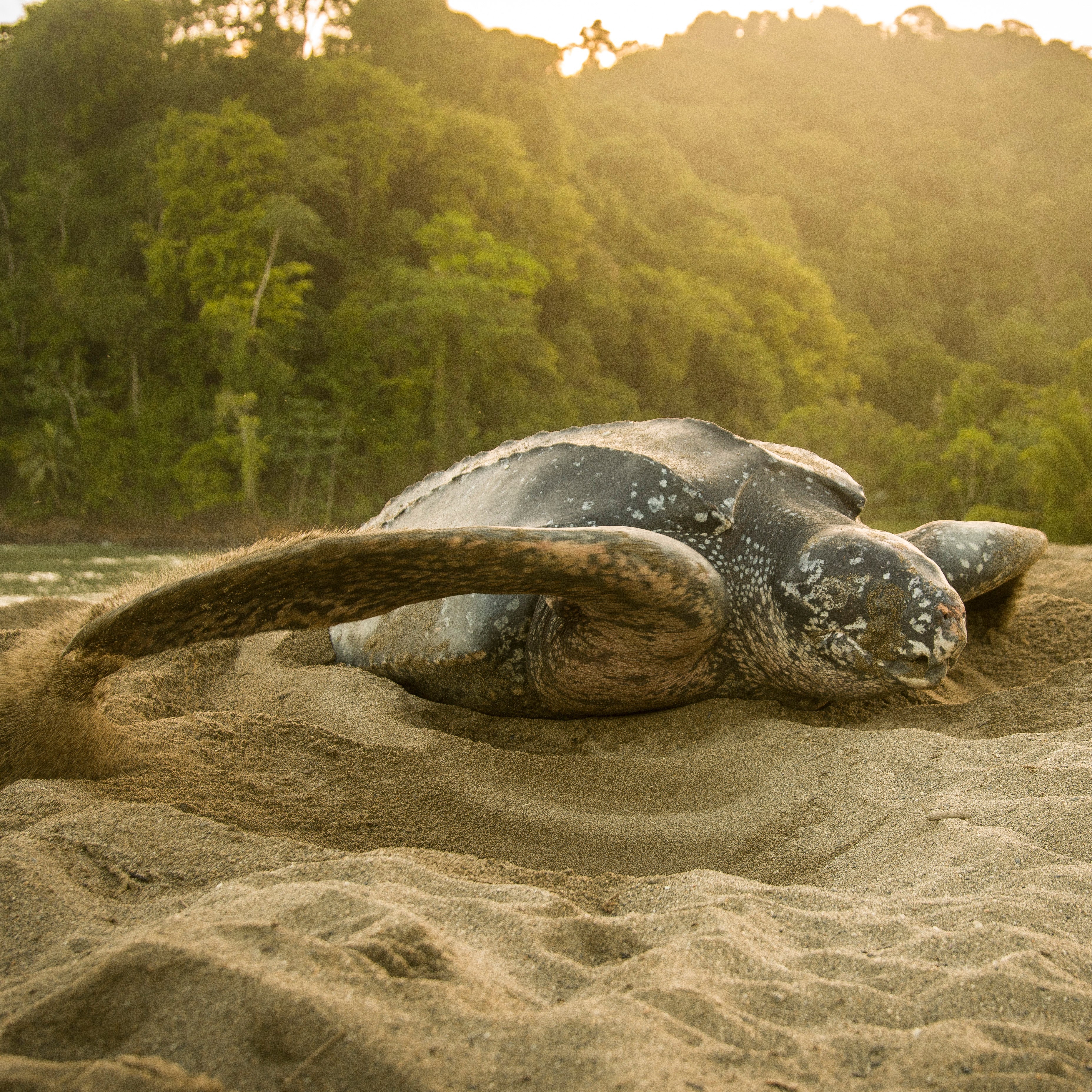 2 Turtles Lynxed Stack