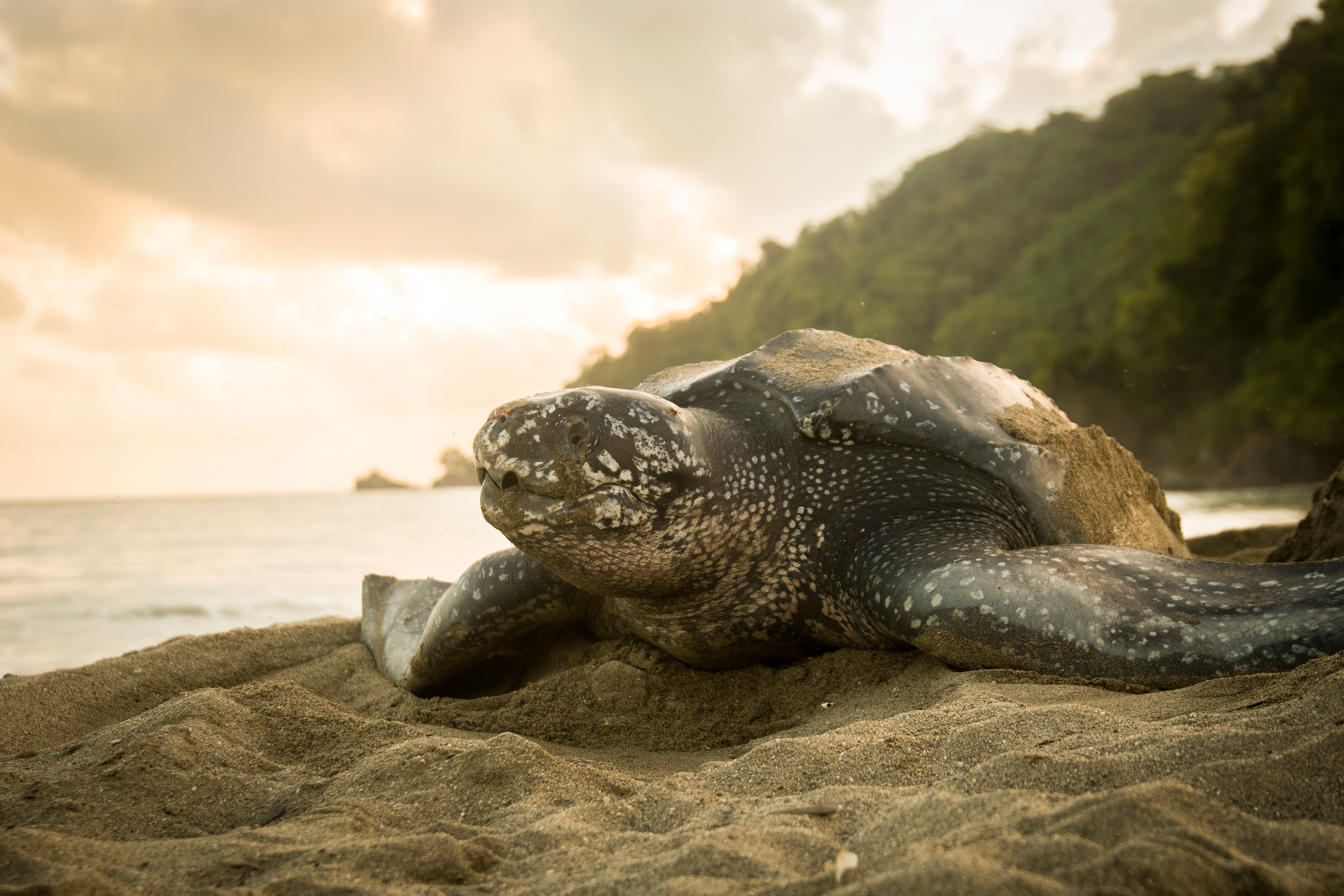 Leatherback Sea Turtle