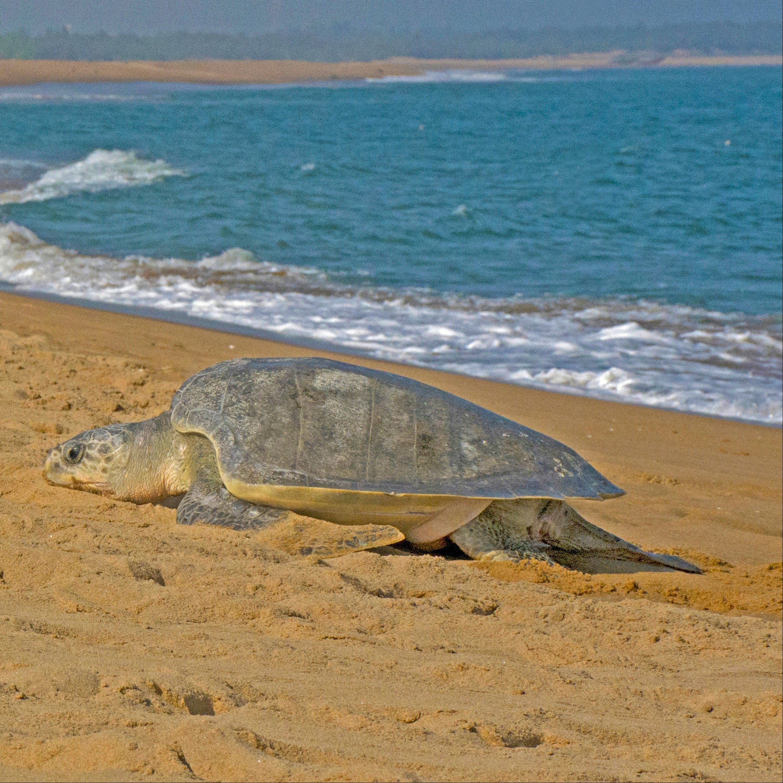 Olive Ridley Sea Turtle Classic