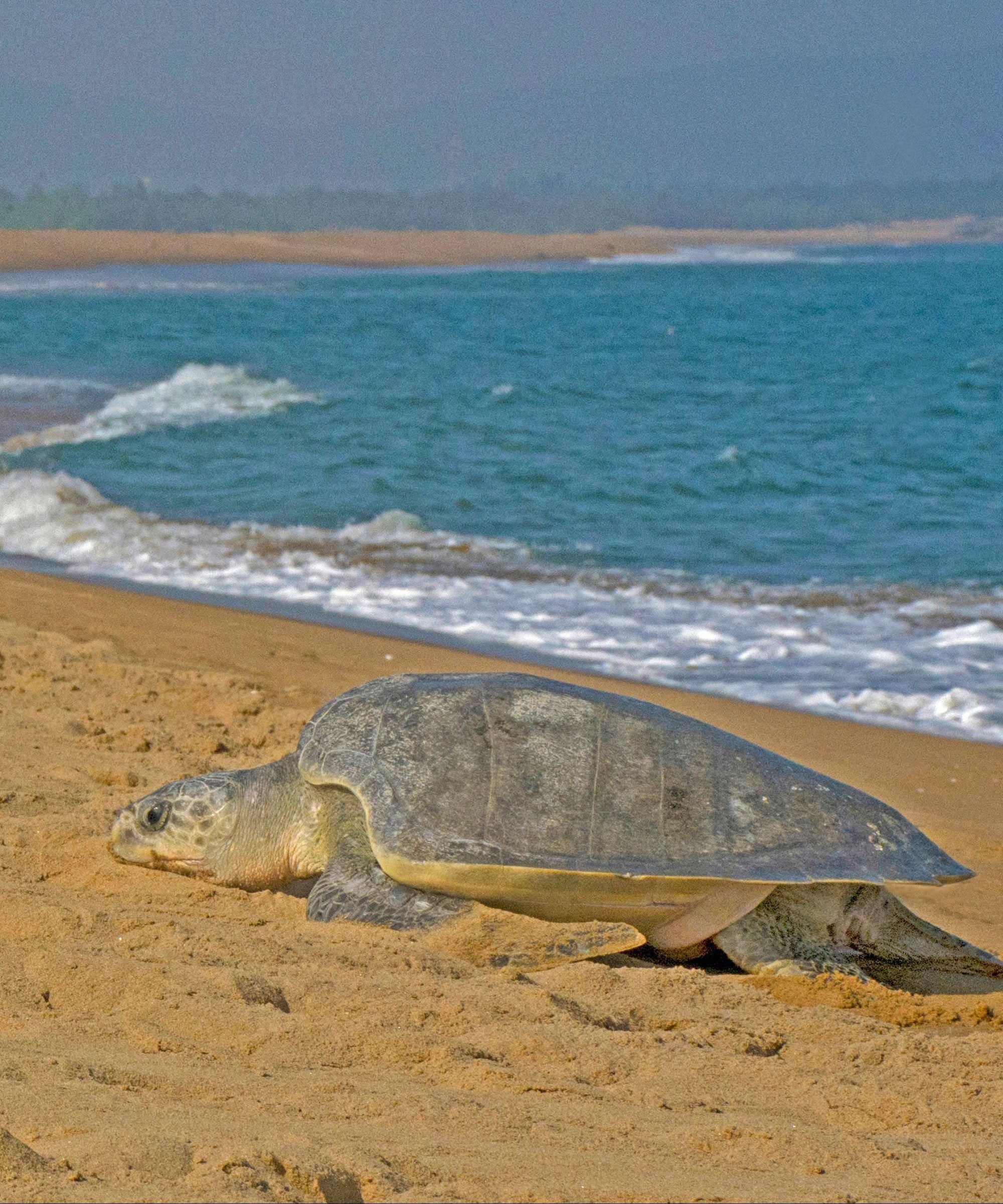 Olive Ridley Sea Turtle Petite