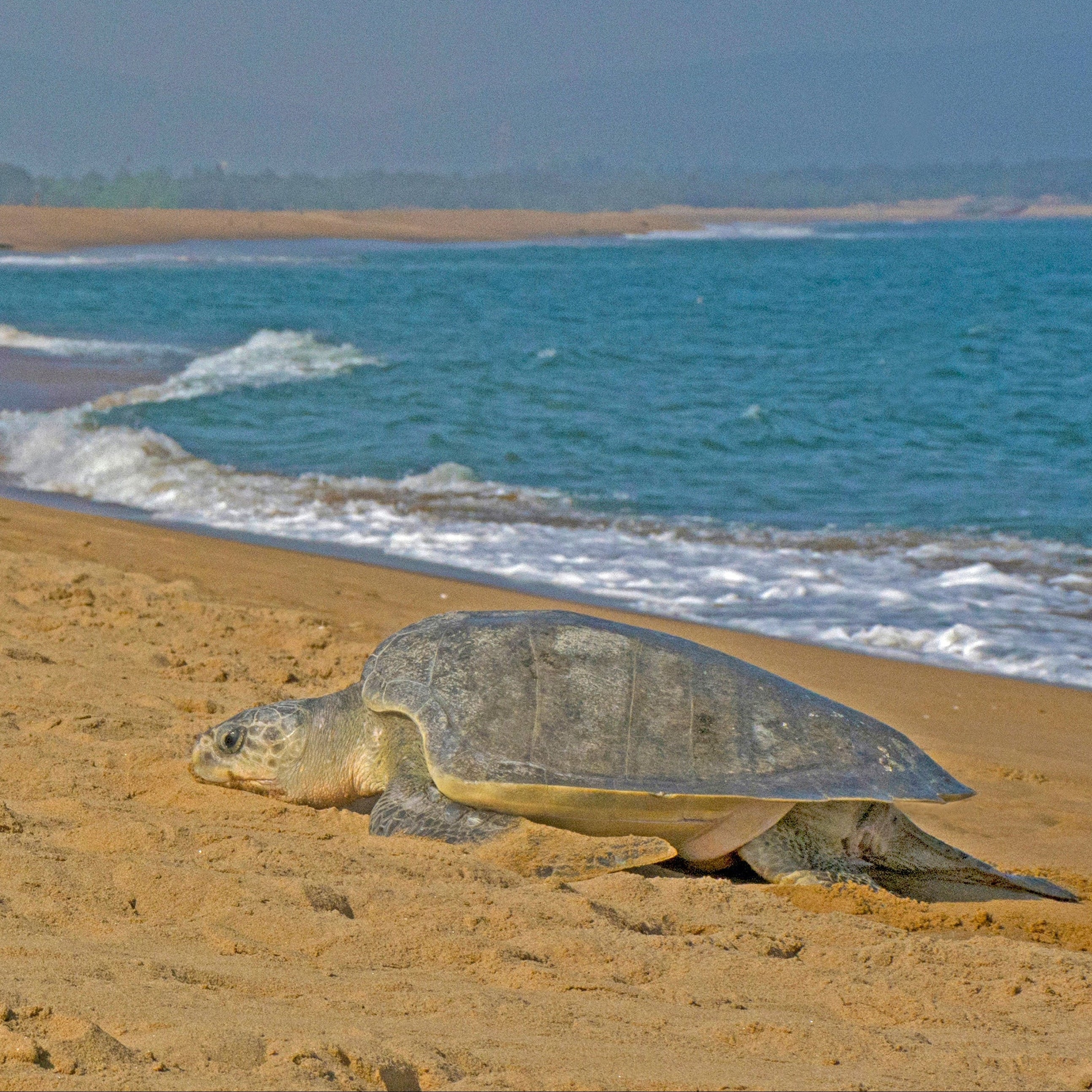 Olive Ridley Sea Turtle