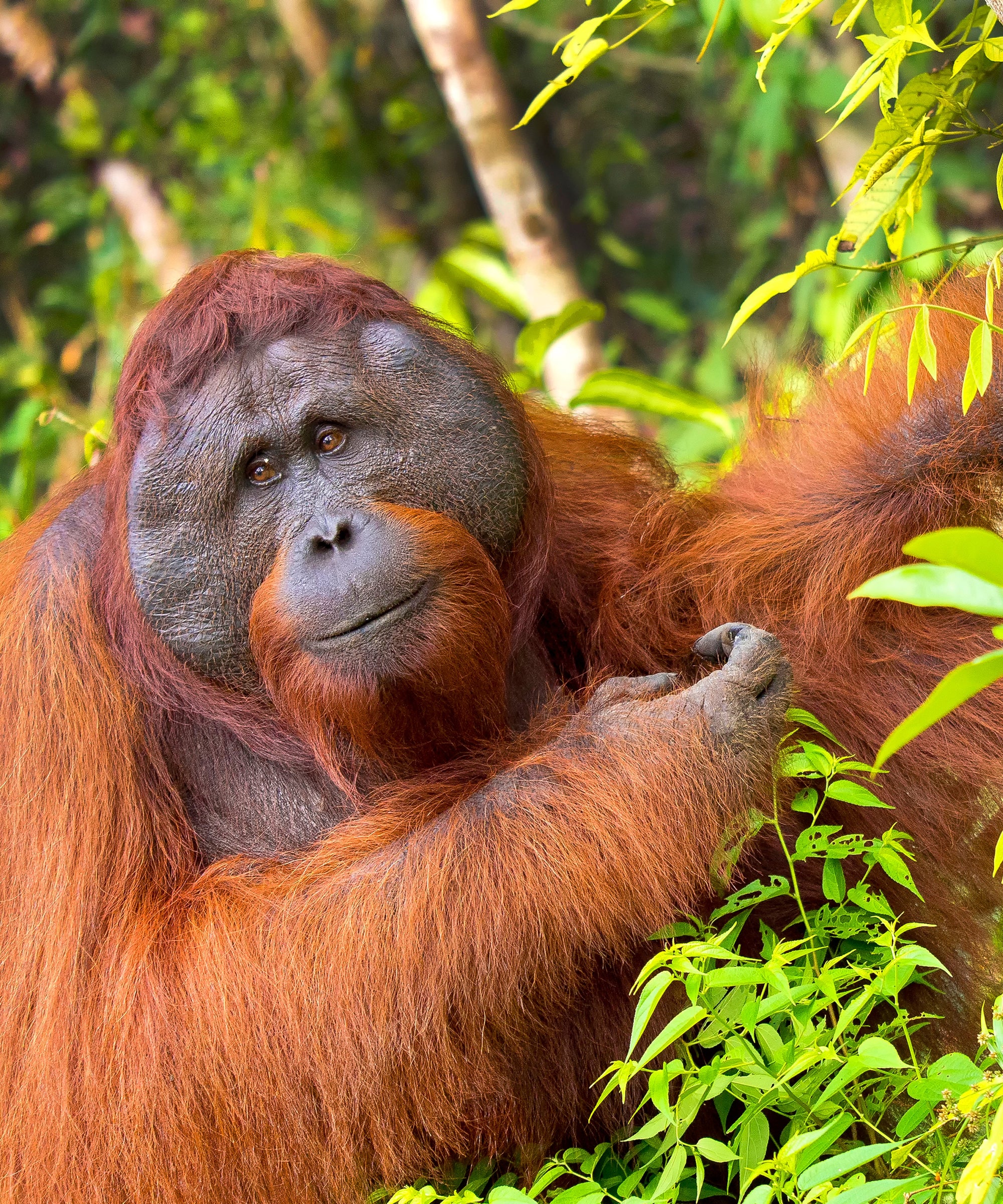 Orangutan Classic Beaded Bracelet