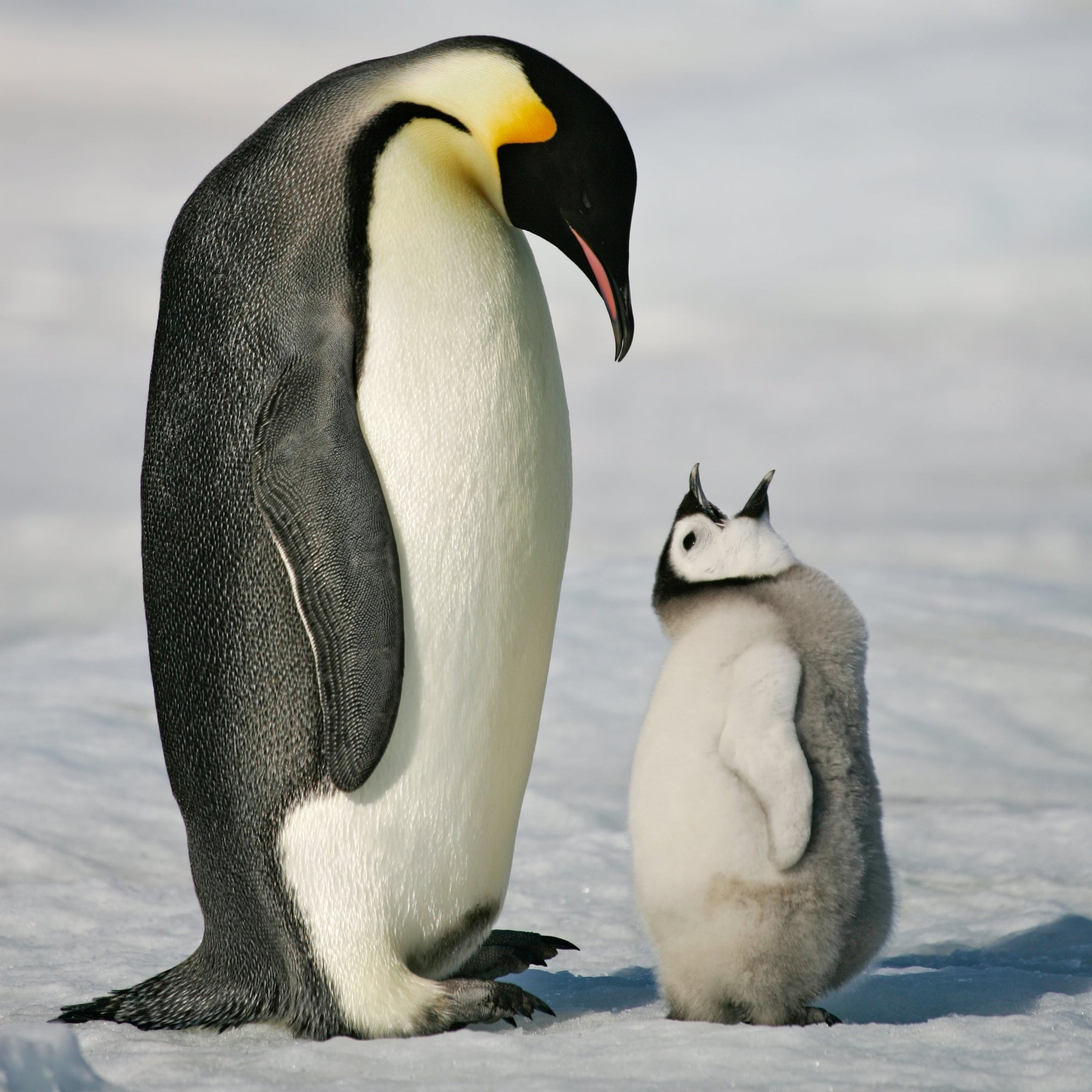 Emperor Penguin Petite
