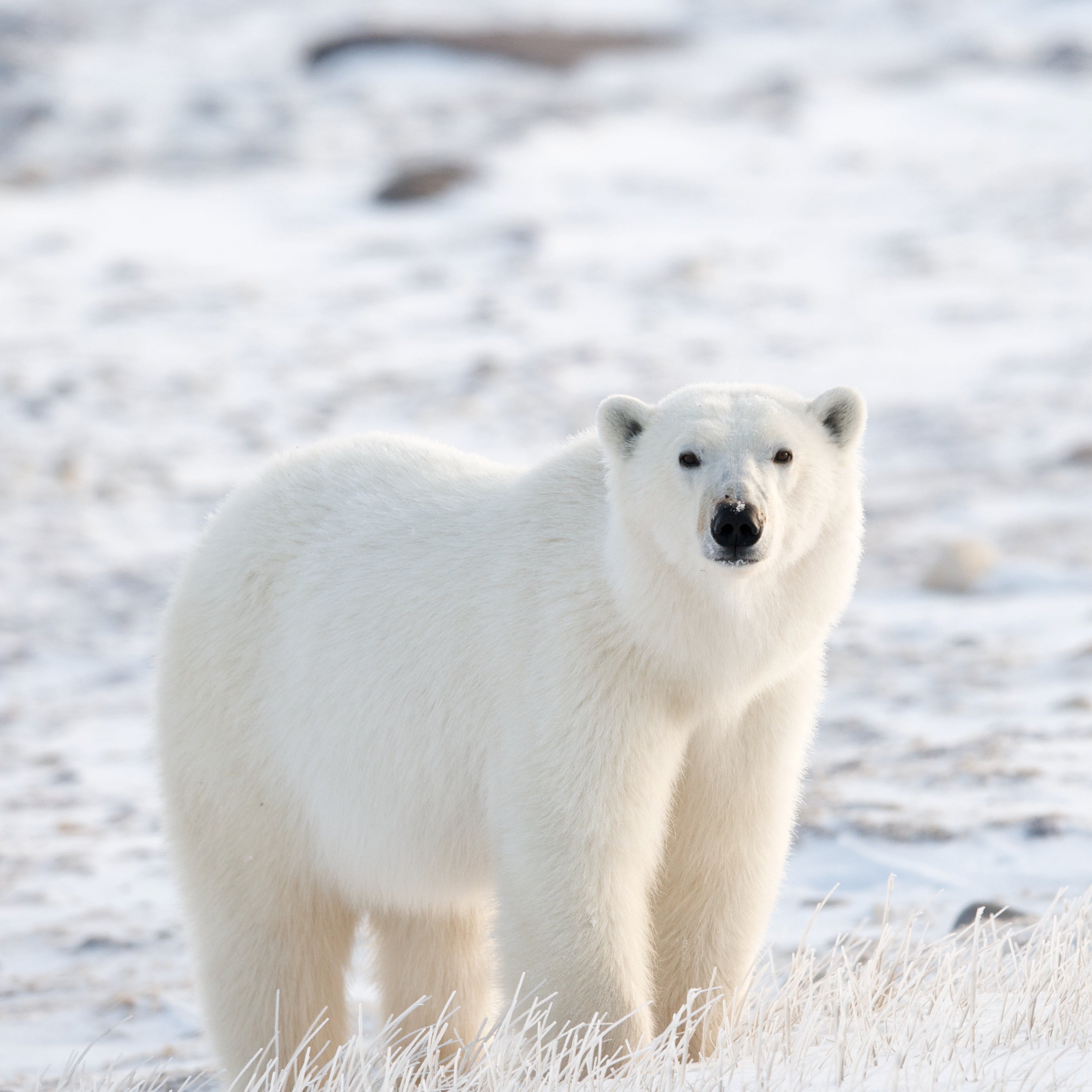 Polar bear standing on a snowy landscape