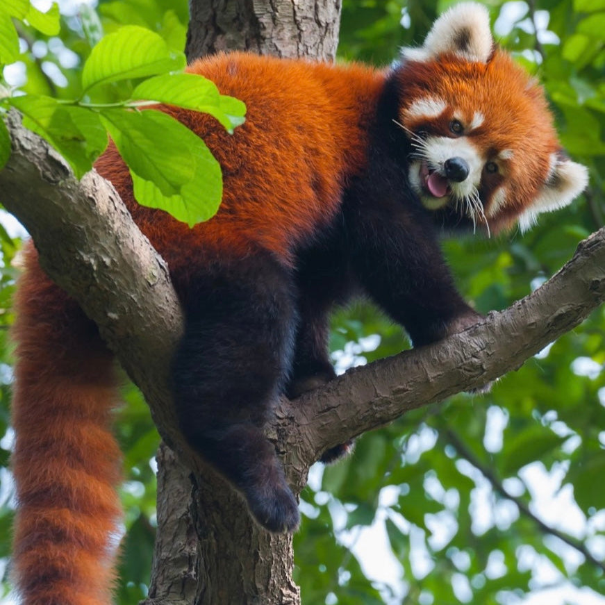 Red Panda Petite