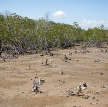 27% of our wildlife left since 1970