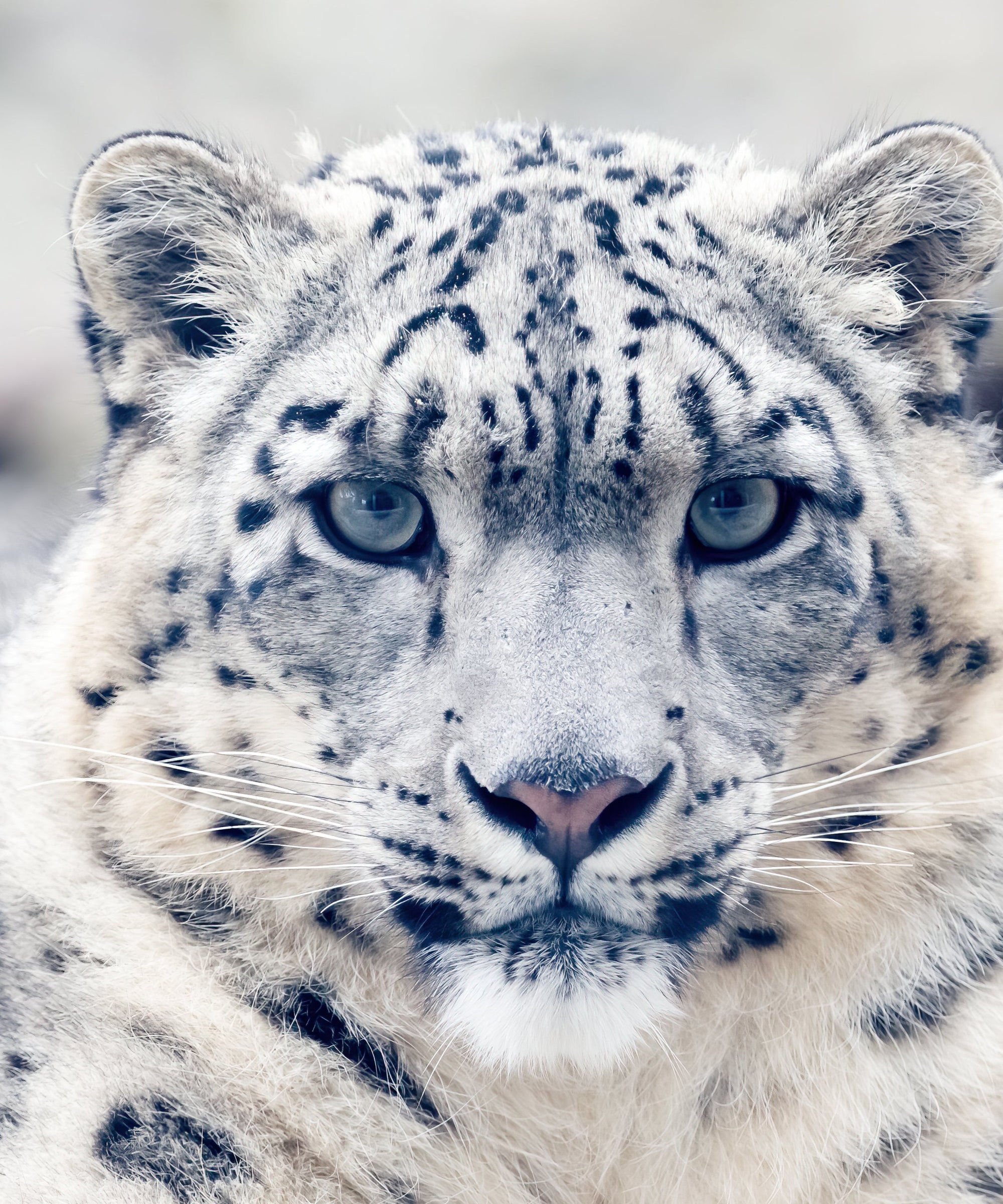 Snow Leopard Classic Clasp