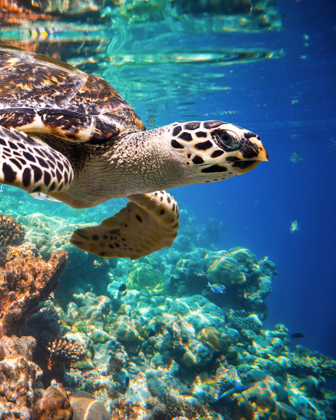 Hawksbill Sea Turtle