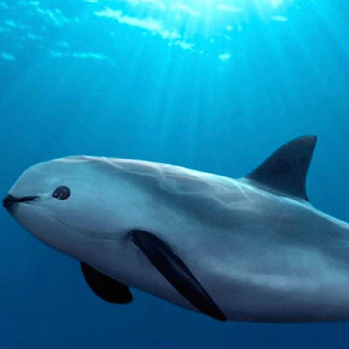 Vaquita Dolphin 