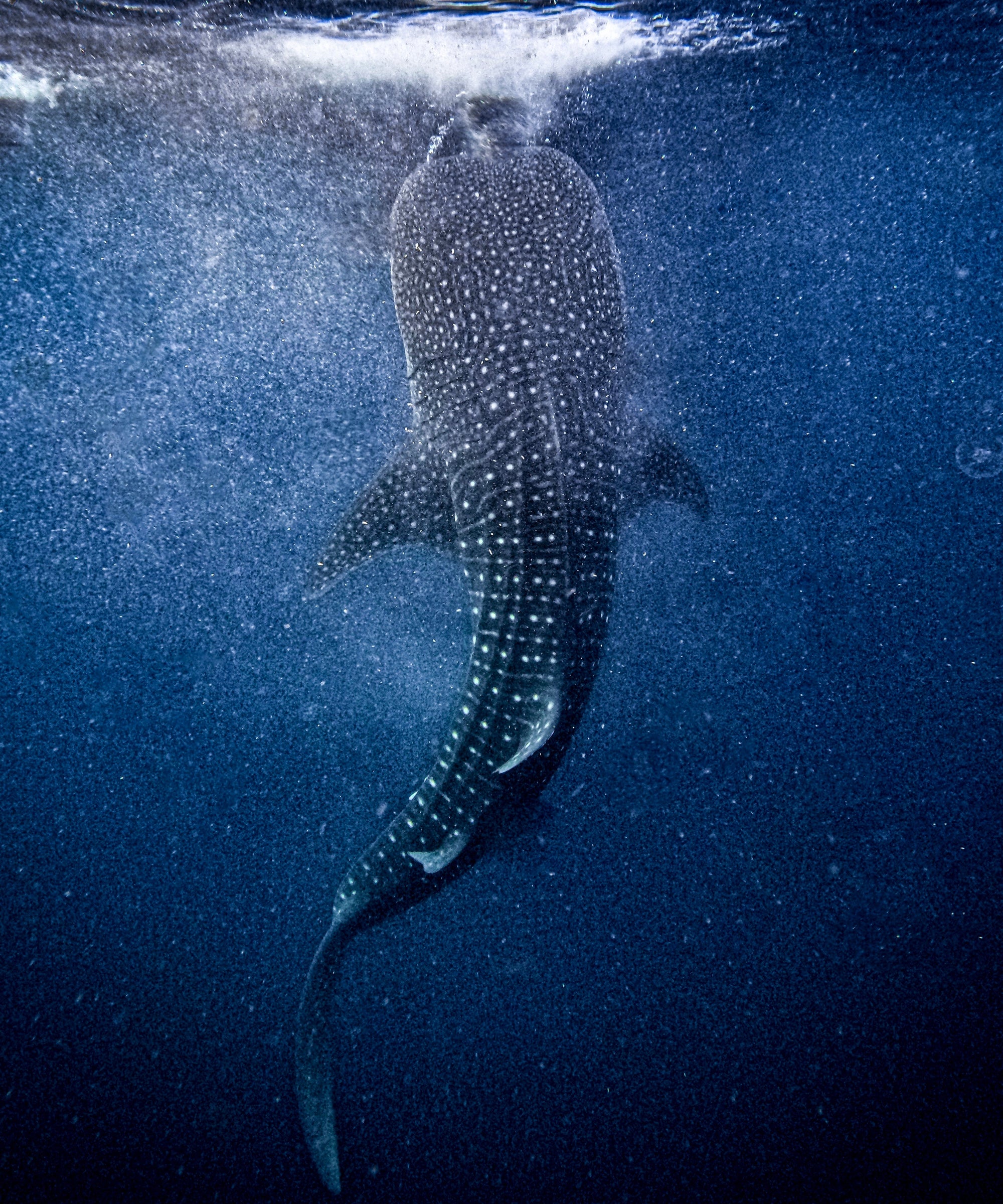 Whale Shark Petite