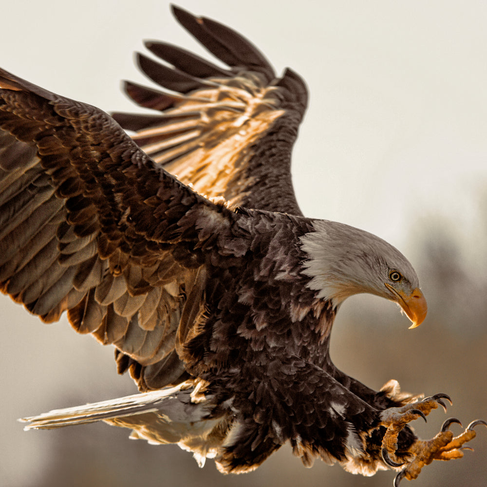 American Eagle Classic