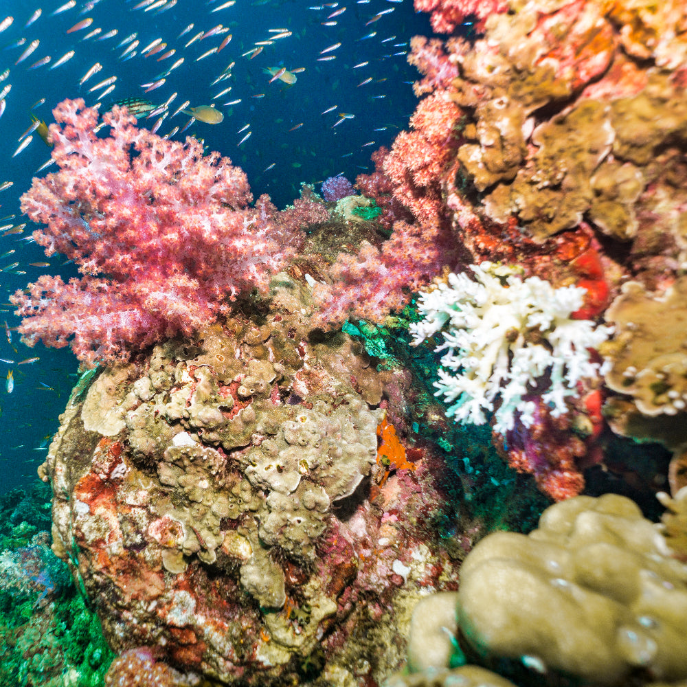 Great Florida Reef Petite