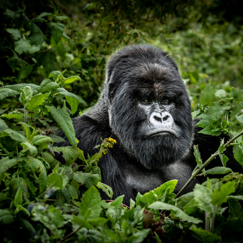 Mountain Gorilla Classic